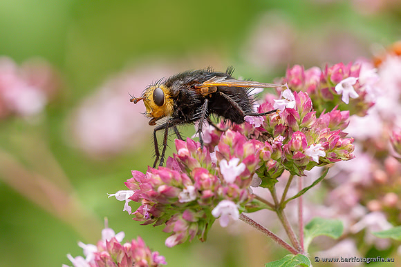 Insecten Bart Fotografie-559