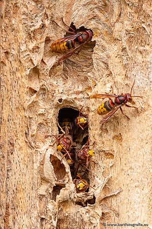 Insecten Bart Fotografie-564