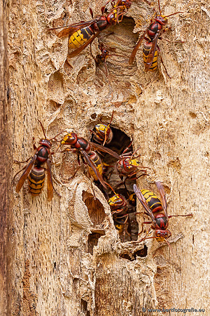 Insecten Bart Fotografie-565