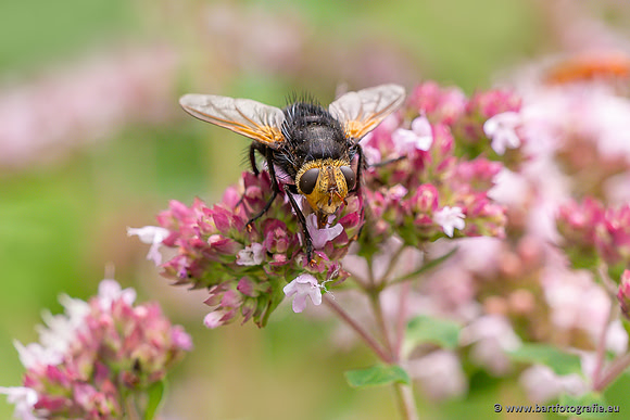 Insecten Bart Fotografie-560