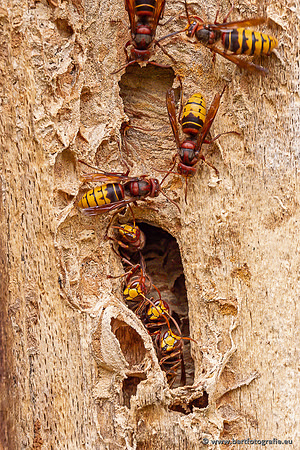Insecten Bart Fotografie-566