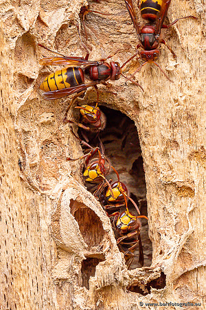 Insecten Bart Fotografie-567