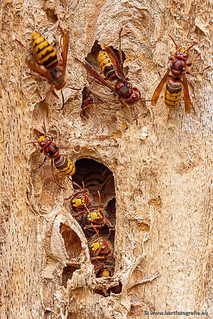 Insecten Bart Fotografie-568