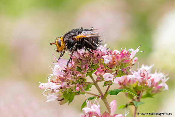 Insecten Bart Fotografie-561