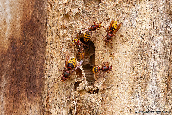 Insecten Bart Fotografie-562