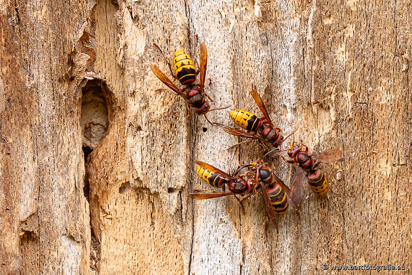 Insecten Bart Fotografie-563