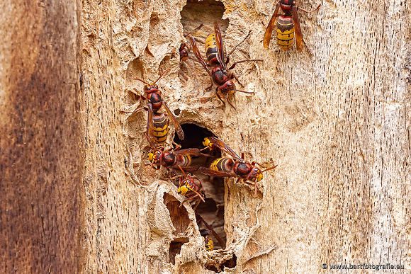 Insecten Bart Fotografie-569