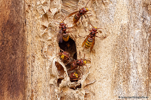 Insecten Bart Fotografie-570