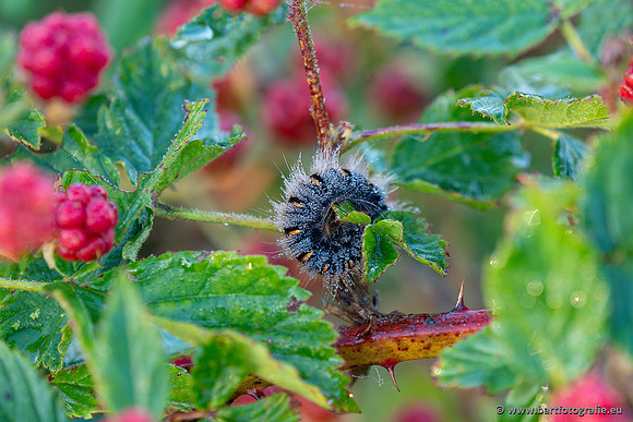 Rupsen en Larven Bart Fotografie-302