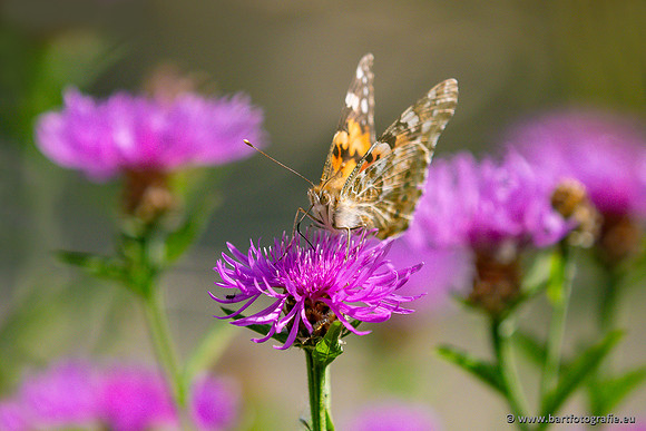 Bart Fotografie Vlinders-1031
