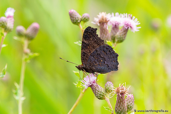 Bart Fotografie Vlinders-1043