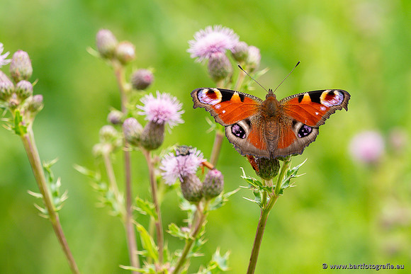 Bart Fotografie Vlinders-1044