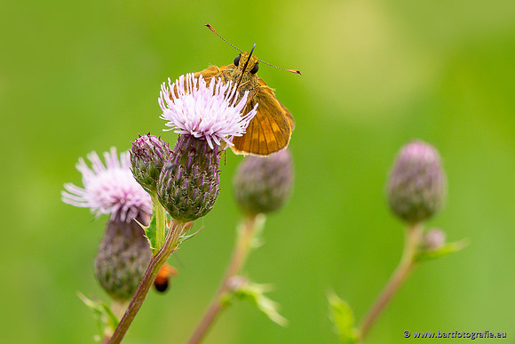 Bart Fotografie Vlinders-1046
