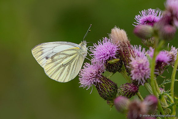 Bart Fotografie Vlinders-1056