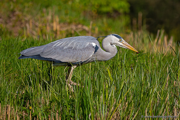 Reigerachtigen, Bart Fotografie-301