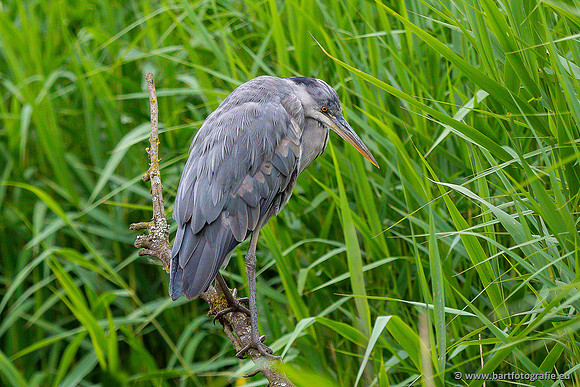 Reigerachtigen, Bart Fotografie-303