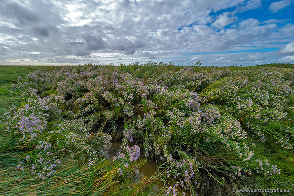 Friesland september 2020 Bart Fotografie-075