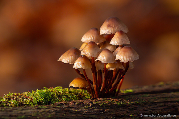 Paddenstoelen 2024-065