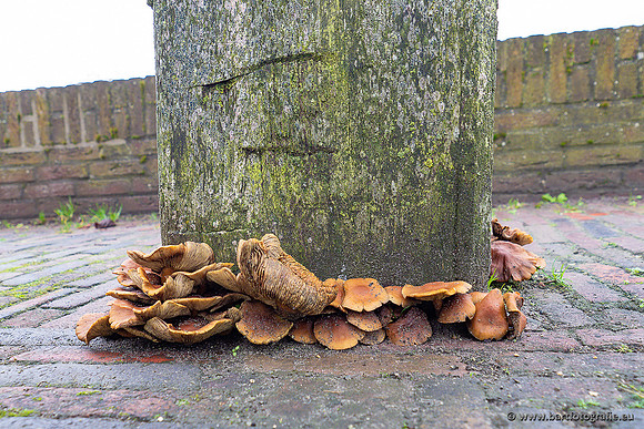 Zoutkamp januari 2022-034