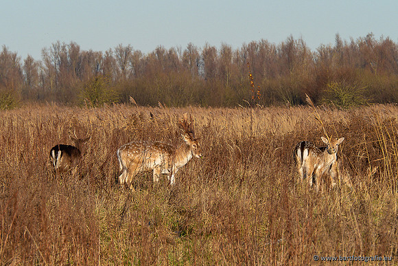 Zoutkamp januari 2022-073