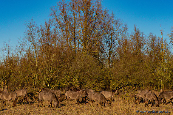 Zoutkamp januari 2022-075