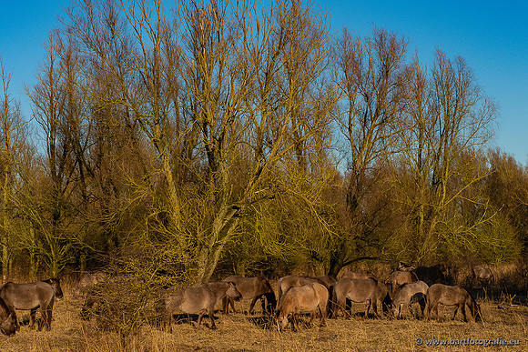 Zoutkamp januari 2022-076