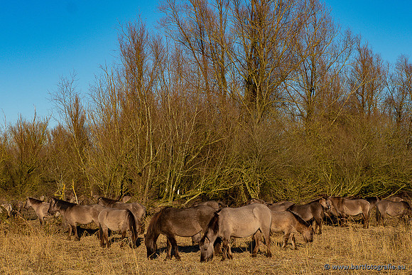 Zoutkamp januari 2022-077