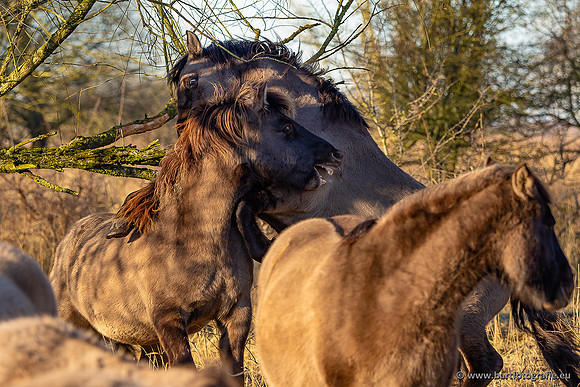 Zoutkamp januari 2022-095