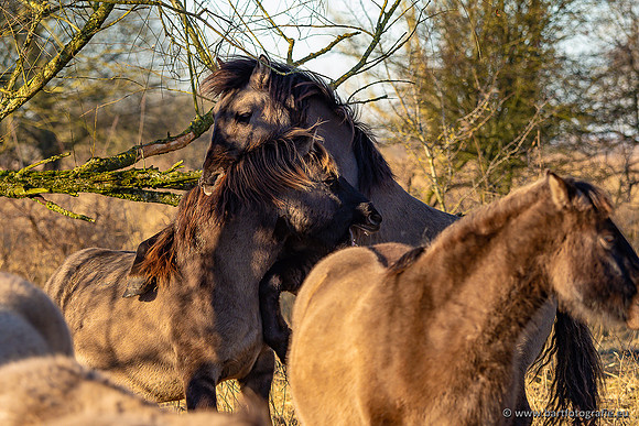 Zoutkamp januari 2022-096