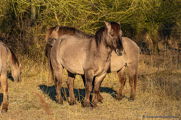 Zoutkamp januari 2022-099