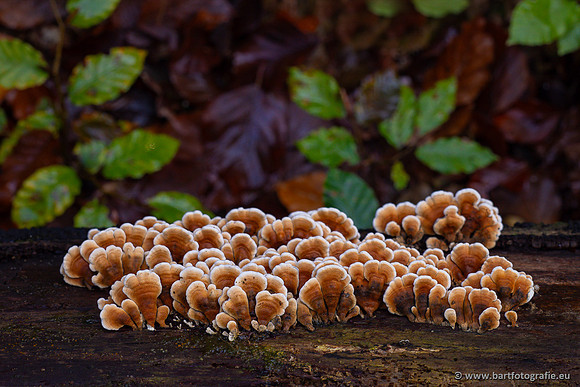 Paddenstoelen 2024-062