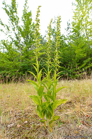 Brede wespenorchis, Epipactis helleborine, Nederland, Bart Fotografie-044