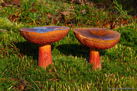 Paddenstoelen 2024-083