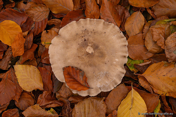 Paddenstoelen 2024-121