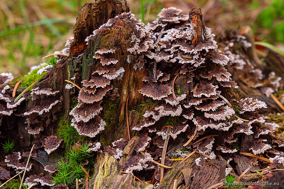Paddenstoelen 2024-026
