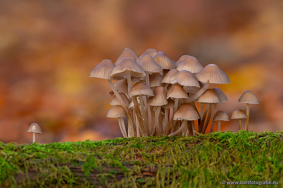 Paddenstoelen 2024-077