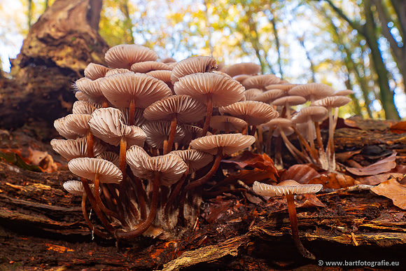 Paddenstoelen 2024-058