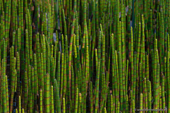 Bloemen en Planten Bart Fotografie-1328