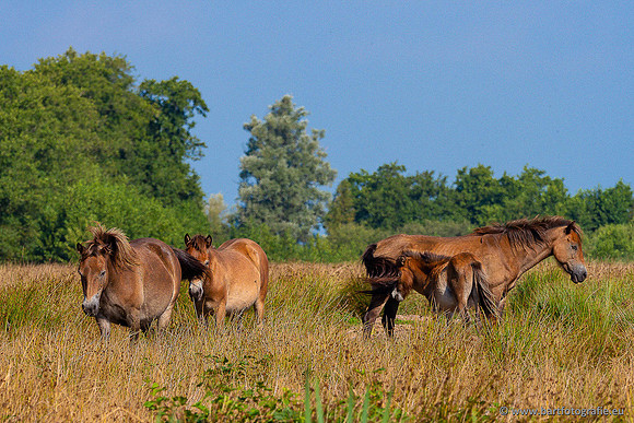 Cultuurdieren, Bart Fotografie-248