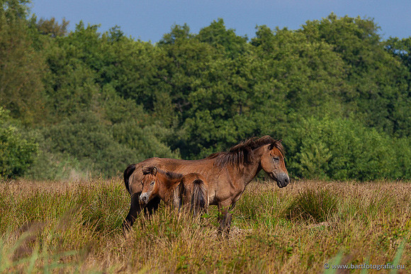 Cultuurdieren, Bart Fotografie-249