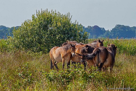 Cultuurdieren, Bart Fotografie-253