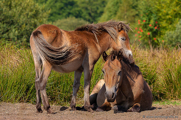 Cultuurdieren, Bart Fotografie-254