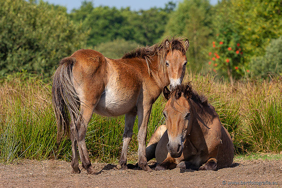 Cultuurdieren, Bart Fotografie-255