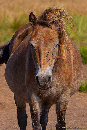 Cultuurdieren, Bart Fotografie-256