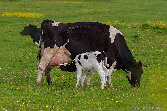 Cultuurdieren, Bart Fotografie-258