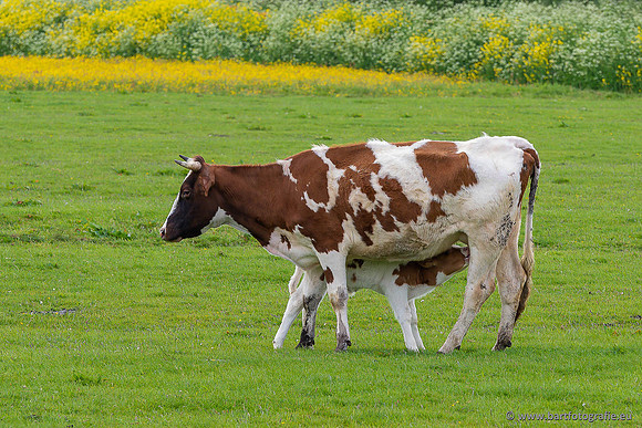 Cultuurdieren, Bart Fotografie-259