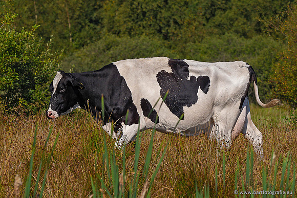 Cultuurdieren, Bart Fotografie-260