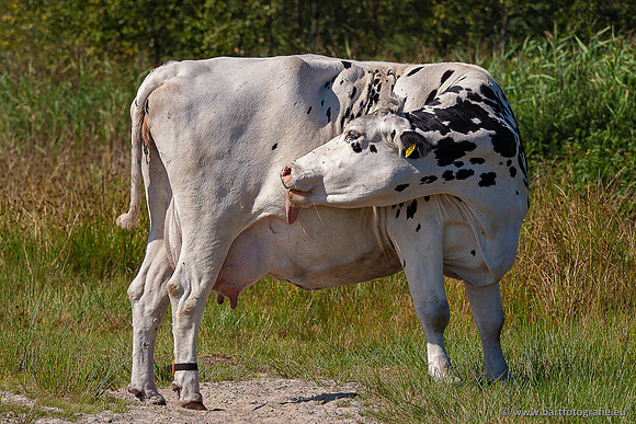 Cultuurdieren, Bart Fotografie-261