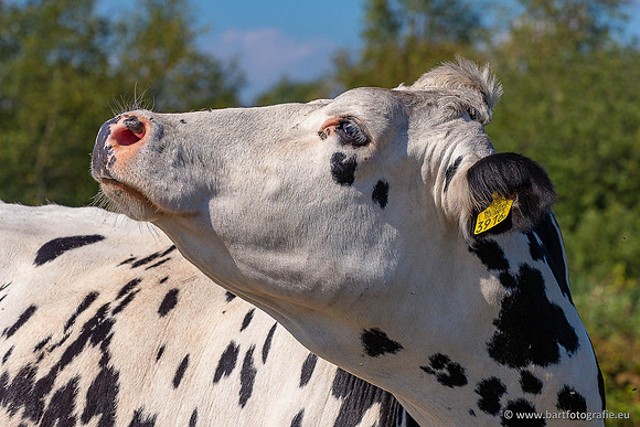 Cultuurdieren, Bart Fotografie-262