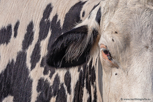 Cultuurdieren, Bart Fotografie-263